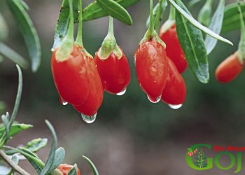 România are cea mai mare pepinieră de fructe Goji care de anul viitor va produce suc din faimoasele fructe minune