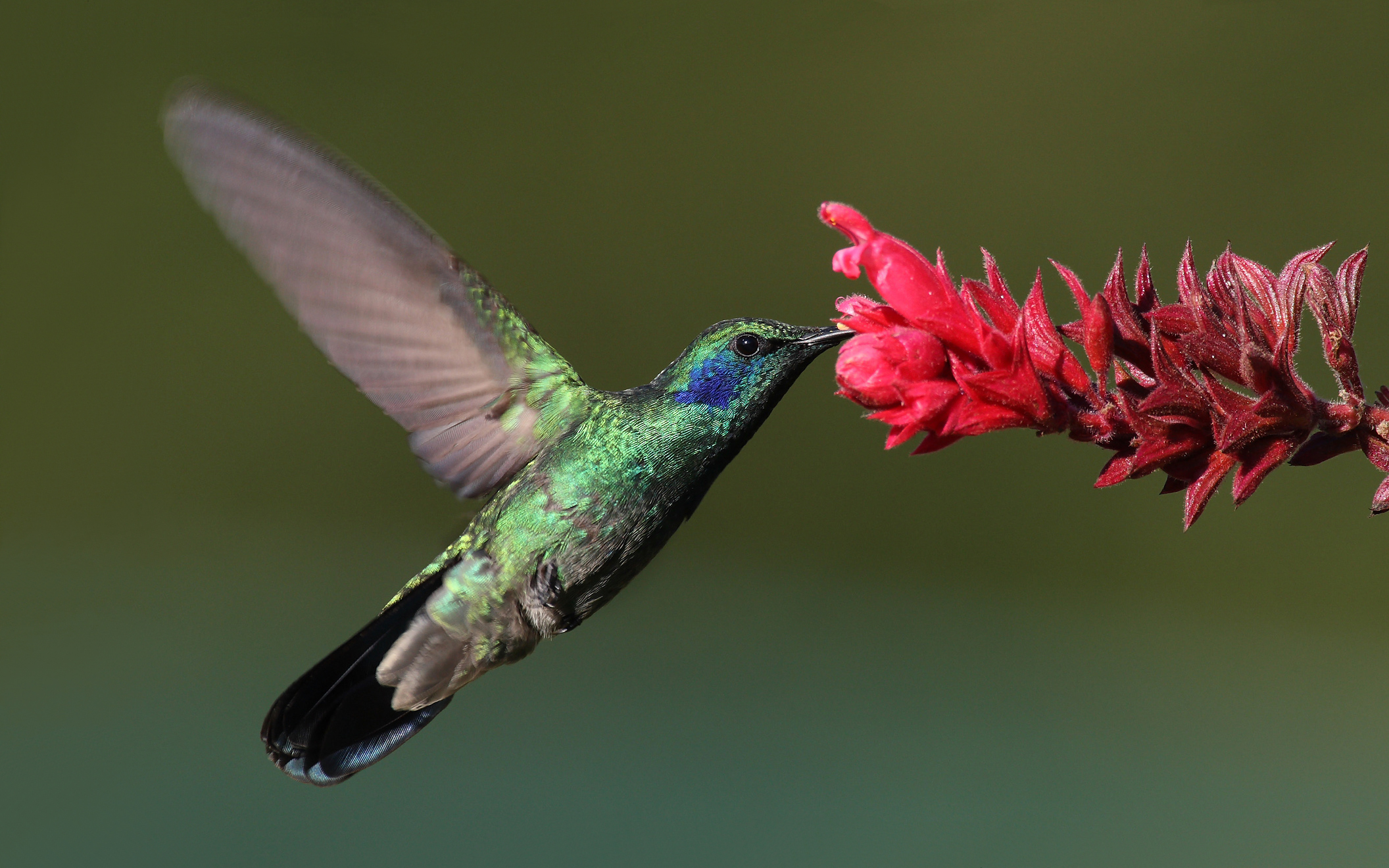 Atarnati cu colibri