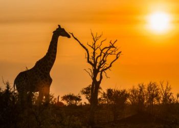 Safari in Africa - locurile in care sa mergi in luna Ianuarie