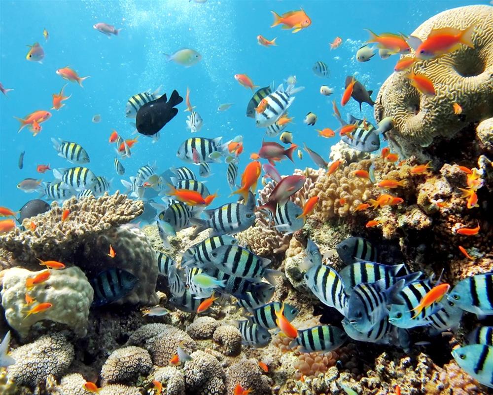 Exploreaza lumea subacvatica