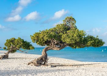 Aruba si plajele sale magice – III