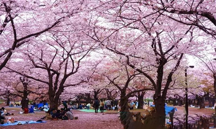 Vizitati Parcul Yoyogi